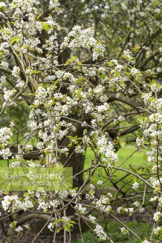 Pyrus 'Pashia' - pear tree in spring