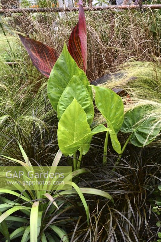 Canna Durban, Alocasia cucullata, Stipa tenuissima, Carex buchananii 'Red Rooster, Uncinia rubra, June
