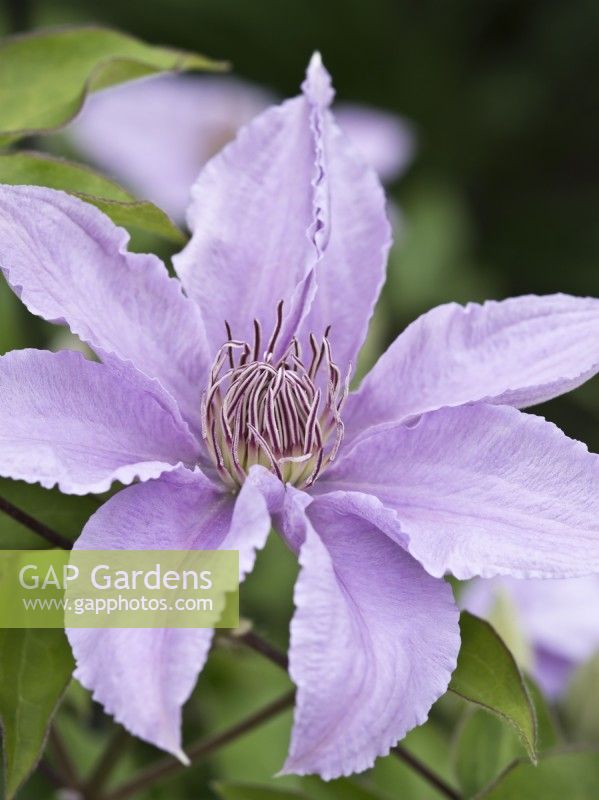 Clematis 'Filigree' syn. 'Evipo029'