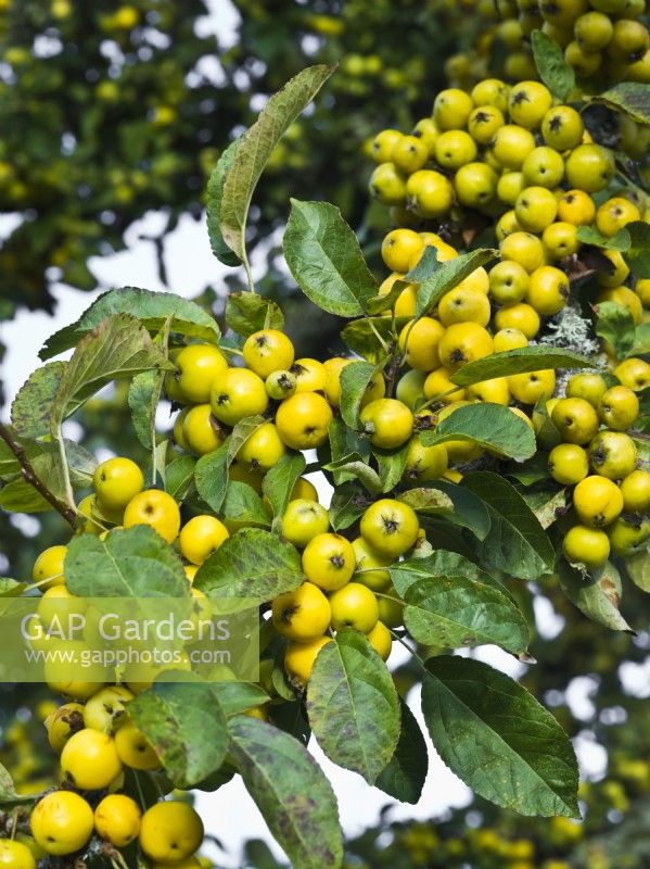 Malus x zumi 'Golden Hornet' - Crab apple - yellow fruits berries in autumn