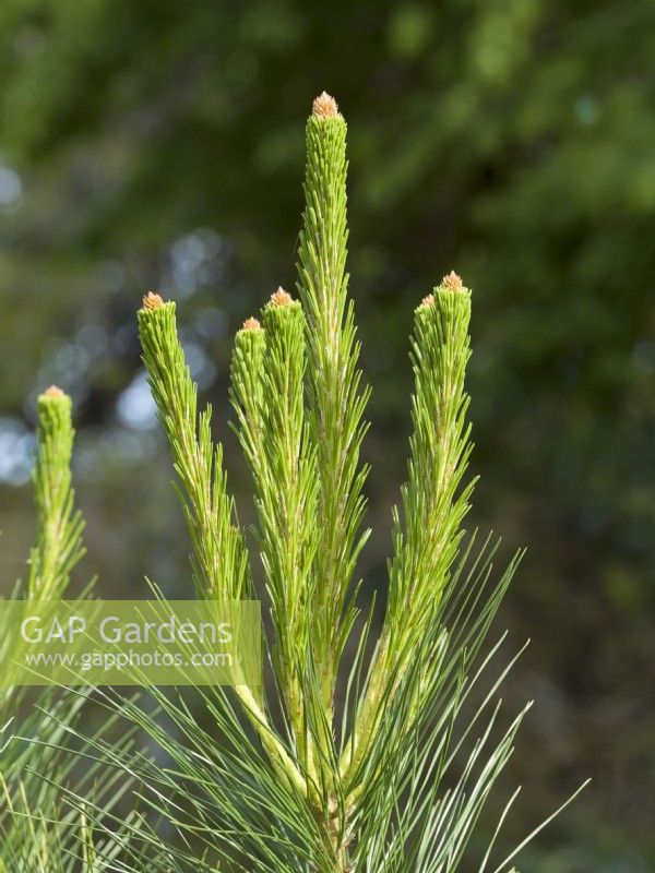 Pinus radiata - Monterey pine new growth shoots