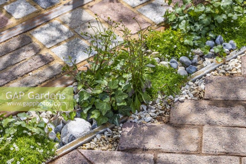 Front garden - detail of driveway made with reclaimed cobbles, tiles, bricks, rusted rails, stones. The planting include: Sagina sabulata, Hedera helix, Heuchera and Pachysandra. Designer: Nicola Haines, Citroen Power of One at Bord Bia Bloom Dublin 2023.
