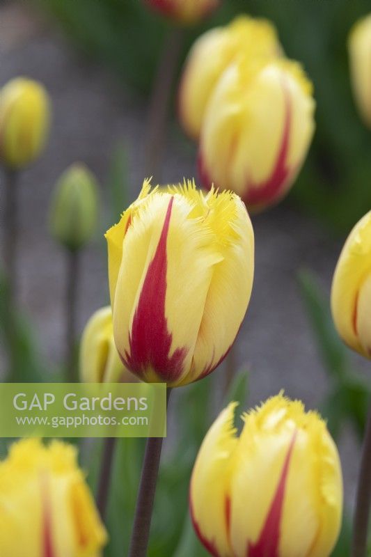 Tulipa 'Flamenco' - Fringed Tulip