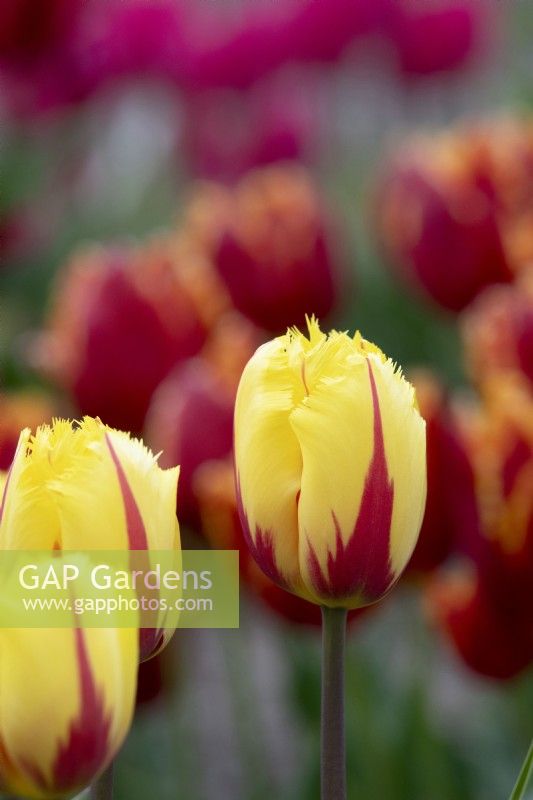 Tulipa 'Flamenco' - Fringed Tulip