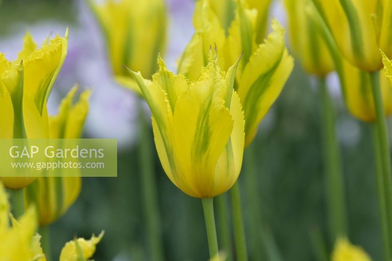 Tulipa 'Green Mile' - Viridiflora Tulip