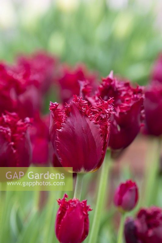 Tulipa 'Versaci' - Fringed Tulip