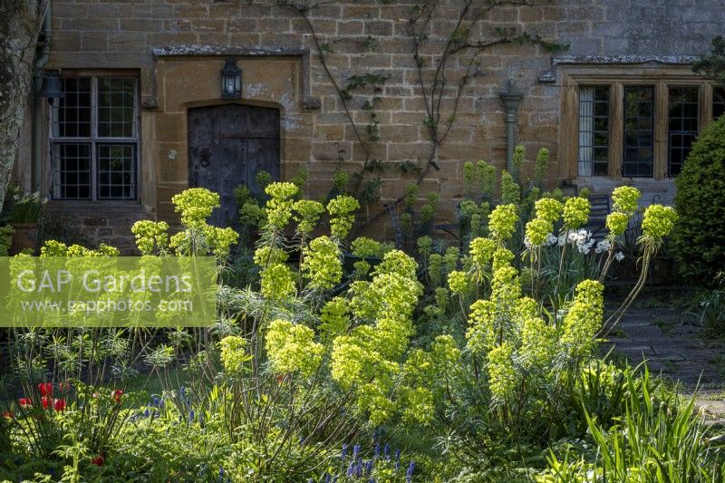 Euphorbia characias subsp. wulfenii, Mediterranean Spurge in front cottage garden, spring
