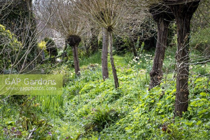 Early spring at East Lambrook Manor, Somerset, showing the ditch garden, edged with pollarded willows