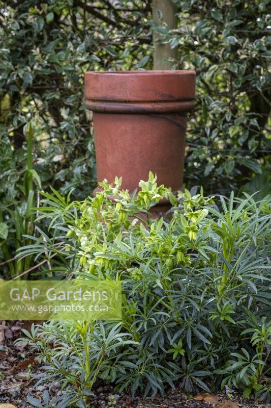 Helleborus foetidus, Stinking Hellebore, with old chimney pot as an ornament behind