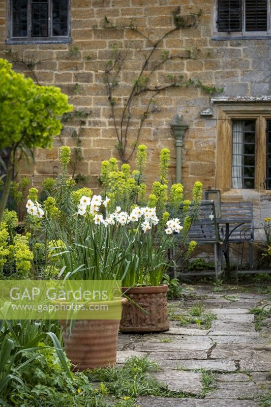Narcissus 'Geranium', white daffodil planted in terracotta pots on paved patio in cottage garden