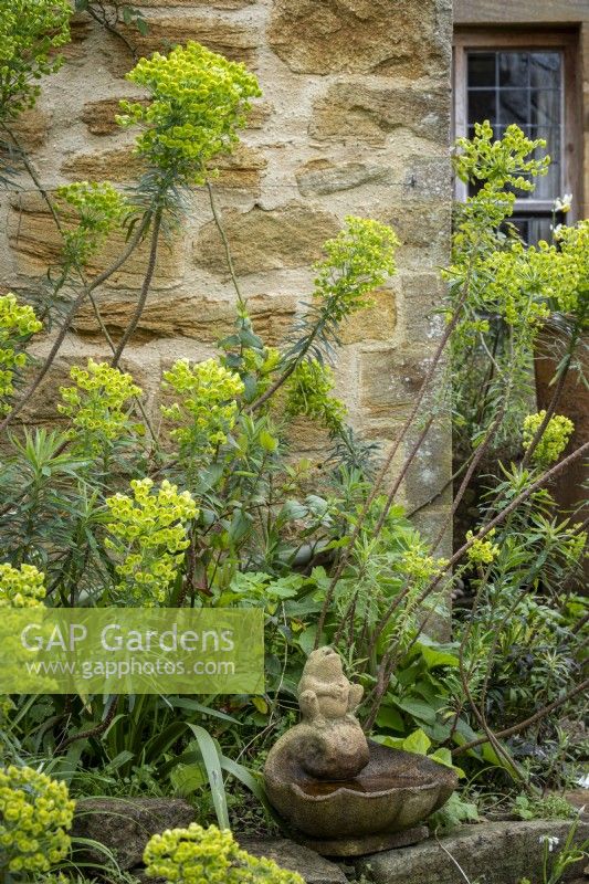 Euphorbia characias subsp. wulfenii, Mediterranean Spurge in front cottage garden, spring, small stone water spout beneath