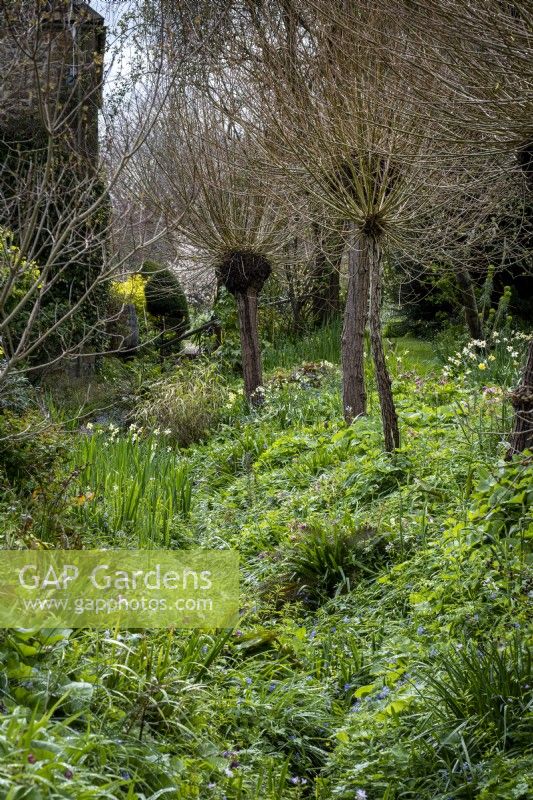 Early spring at East Lambrook Manor, Somerset, showing the ditch garden, edged with pollarded willows