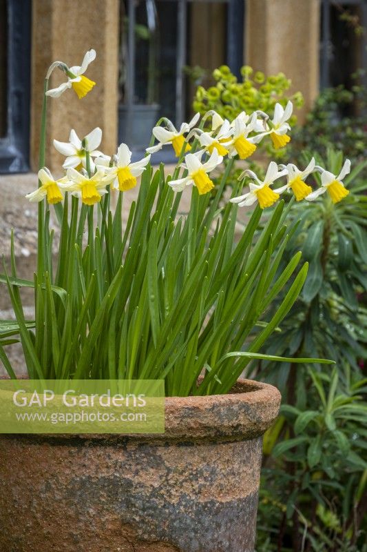 Narcissus 'Jack Snipe' planted in terracotta pot