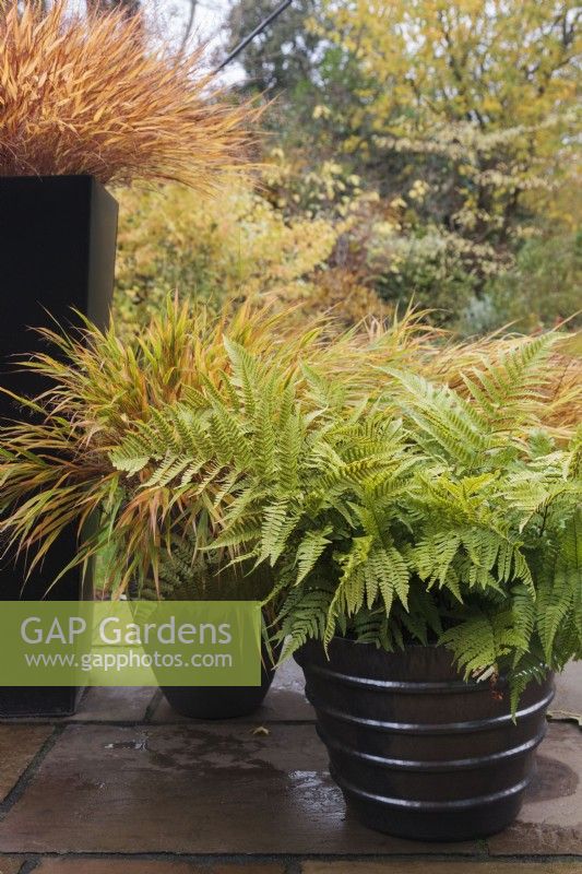 Group of contemporary pots on patio with Dryopteris erythrosora and Hakonechloa