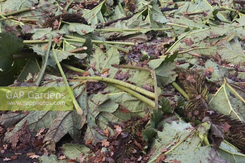 Cut Gunnera manicata leaves layed over plants for winter protection