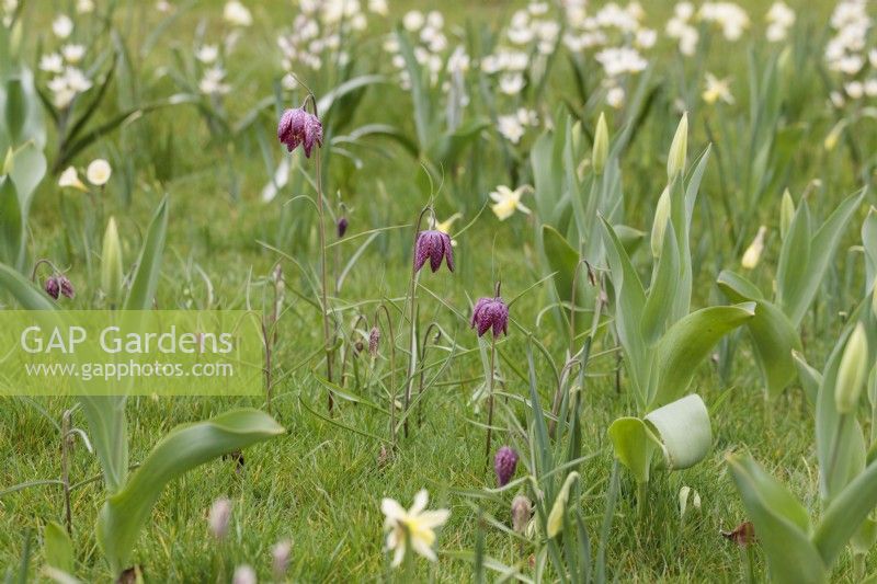 Fritillaria meleagris growing in grass with other Spring bulbs