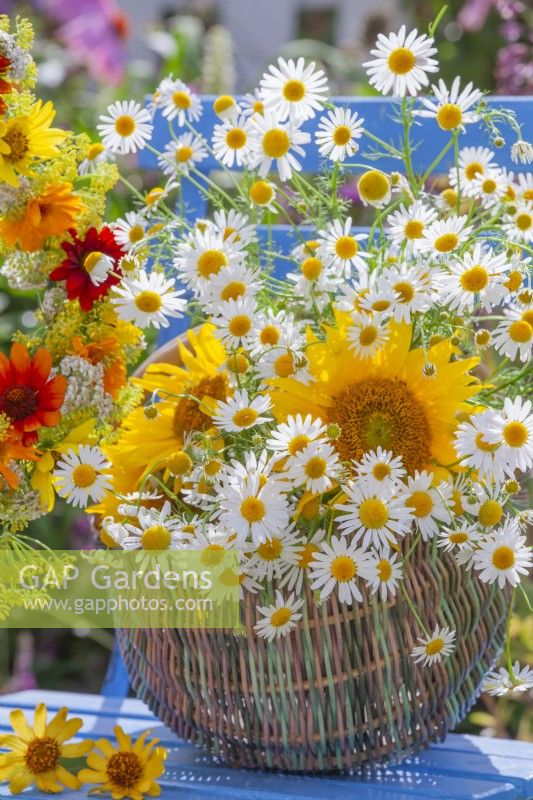 Basket with picked chamomile. and sunflowers