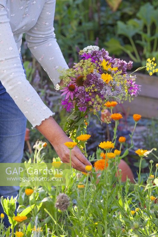 Woman picking pot marigold and gathers the edible flowers into a bouquet.