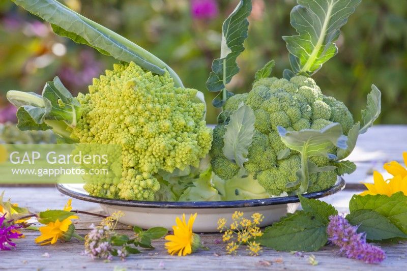 Harvested Cauliflower 'Romanesco' and Calabrese 'Quinta'.