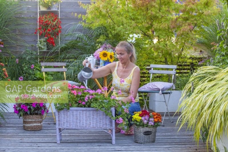 Woman watering Pelargoniums growing in a small raised bed.