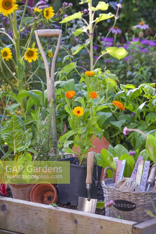 Potted herbs and edible flowers ready to fill empty spaces in a raised bed - Calendula officinalis, Ocimum basilicum and Salvia rosmarinus.
