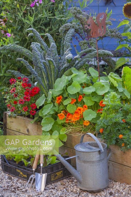 A plastic crate filled with radicchio seedlings and a watering can in front of a raised bed planted with curly kale and annual flowers including nasturtium, zinnia and French marigold.
