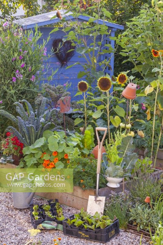 Kitchen garden with raised beds full of vegetables, herbs and annual flowers.
