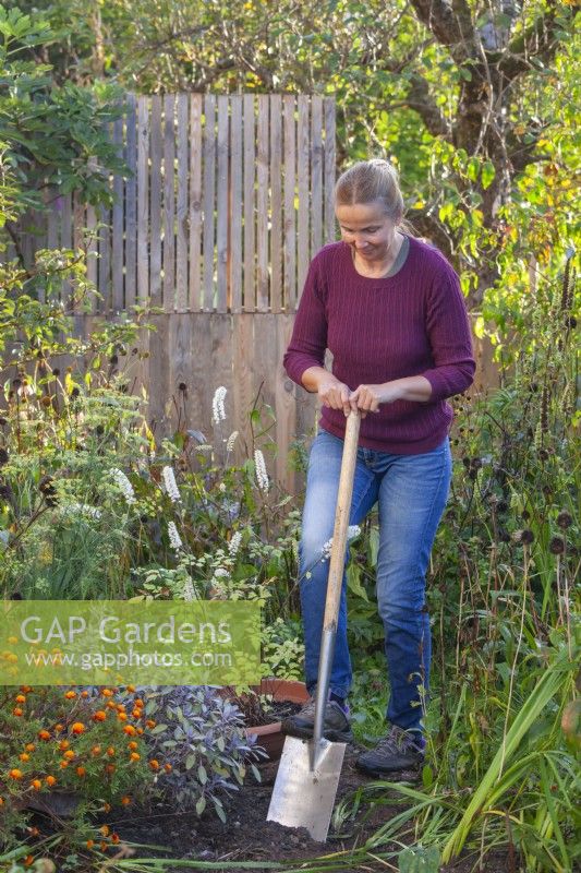 Woman planting Cimicifuga racemosa syn. Actaea racemosa in flowerbed. Digging a planting hole with a garden spade.