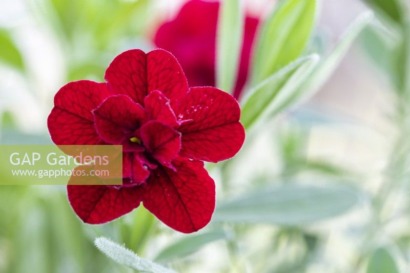 Calibrachoa 'Can Can Double Red'