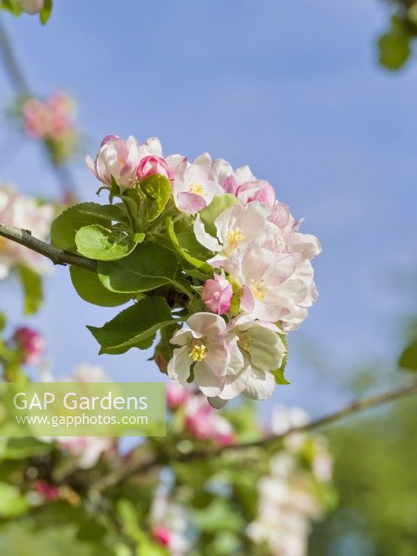 Malus domestica 'Bramley' apple blossom