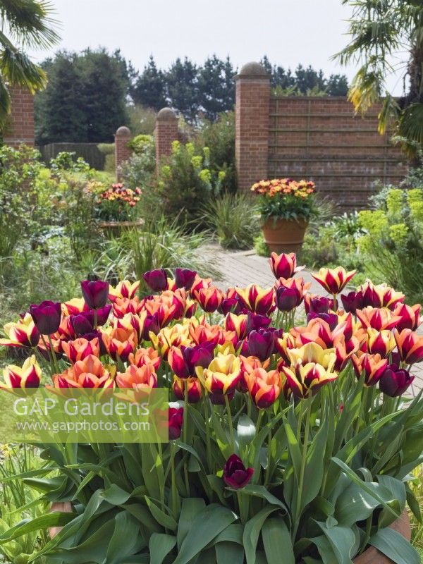 Tulipa - Mixed tulips in terracotta containers in Mediterranean garden at East Ruston Old Vicarage Gardens, Norfolk