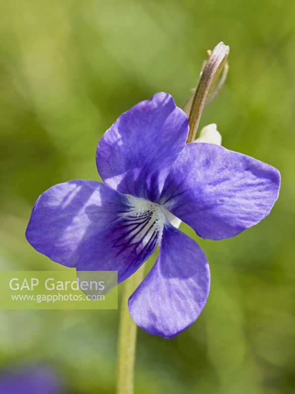 Viola riviniana - Common Dog Violet
