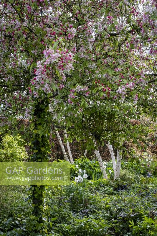 Looking under the blossom of Malus floribunda to a spring cottage garden with white bark of Betula utilis var. 'Jacquemontii' 