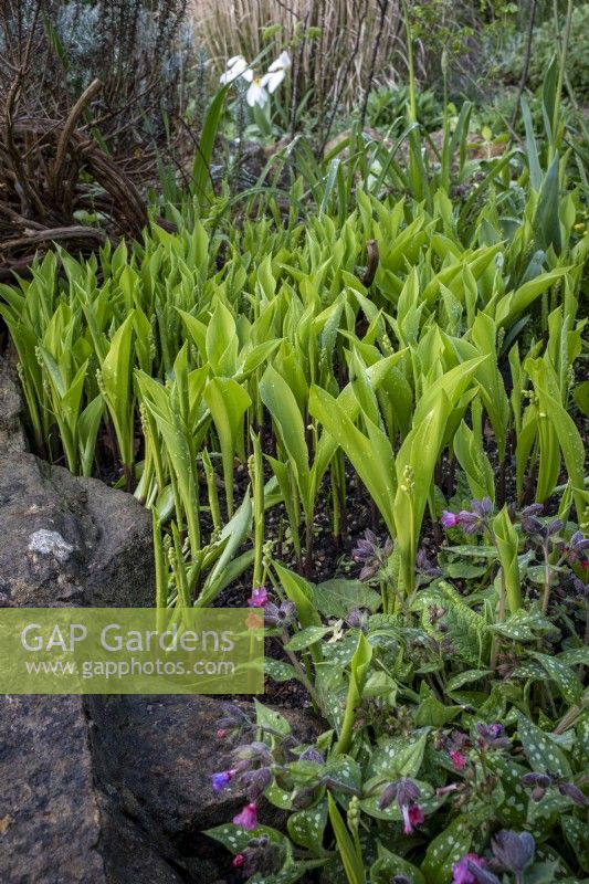 New shoots of Convallaria majalis, Lily of the Valley, growing with Pulmonaria in spring border