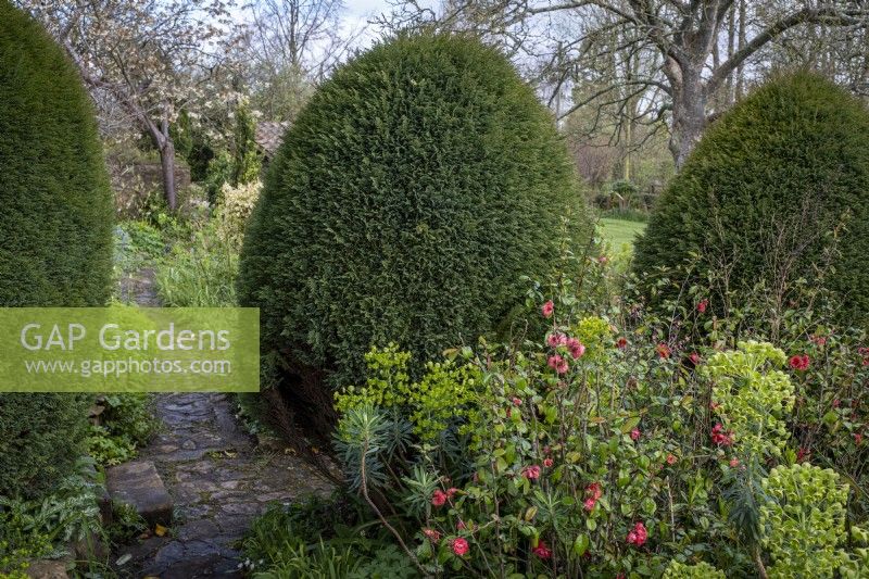 Chamaecyparis lawsoniana 'Fletcheri' in spring cottage garden, trimmed as 'spheres', with Chaenomeles shrub in front