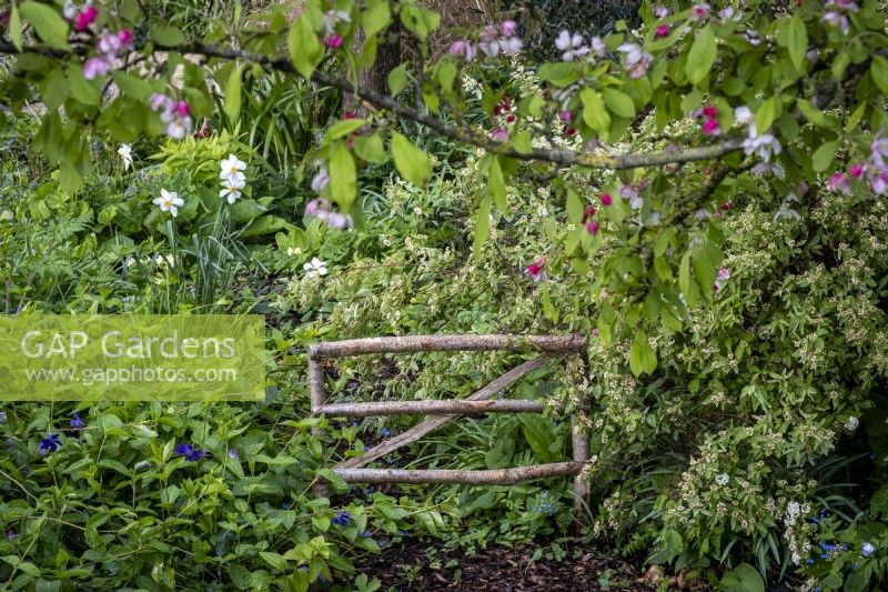 Small hazel wood picket fence used as a decorative feature in a cottage garden, spring