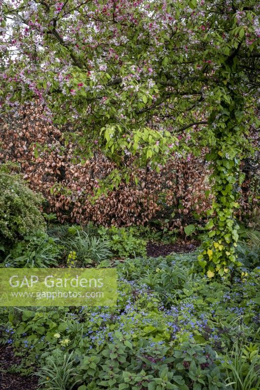 Brunnera macrophylla growing beneath the branches of a crab apple tree in spring garden