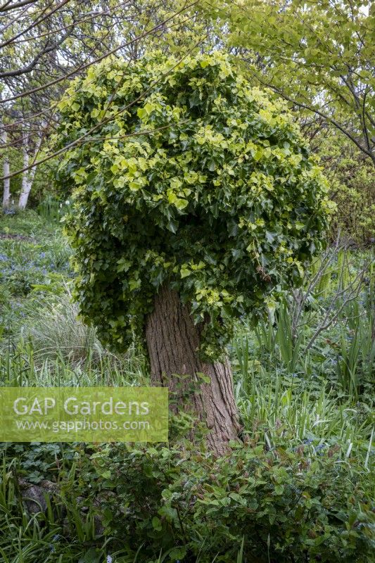 Old tree stump covered with Ivy, Hedera helix