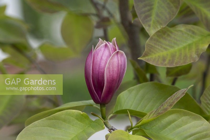 Magnolia 'Burgundy Spire'