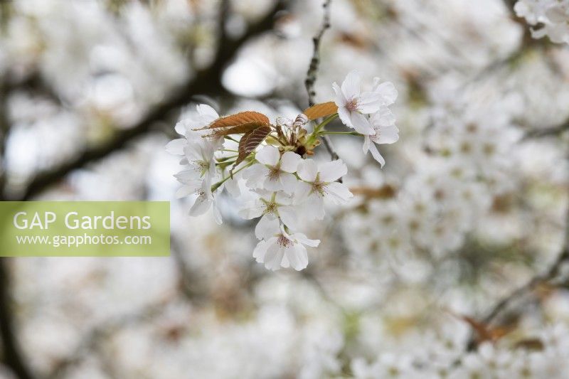 Prunus Taki-Nioi - Japanese Flowering Cherry blossom