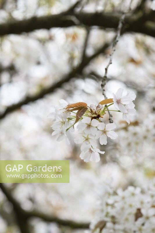 Prunus Taki-Nioi - Japanese Flowering Cherry blossom