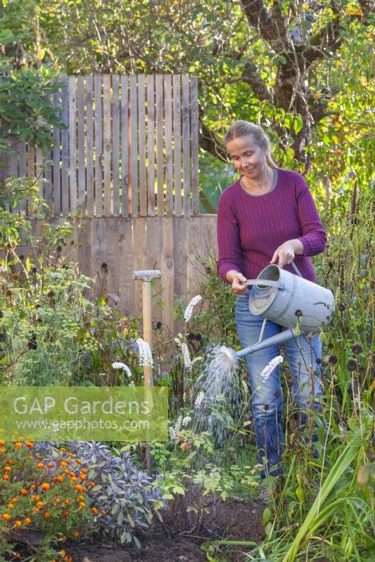 A woman is watering a newly planted Cimicifuga racemosa syn. Actaea racemosa.