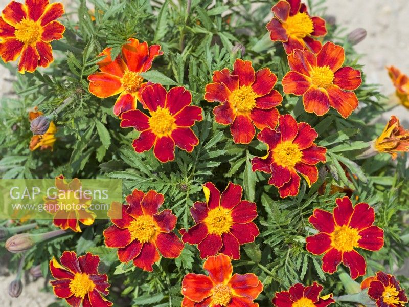 Tagetes patula Disco Red, summer August