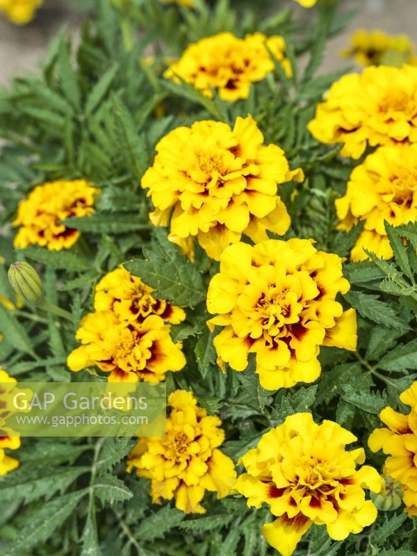 Tagetes patula Aura Red Yellow, summer August