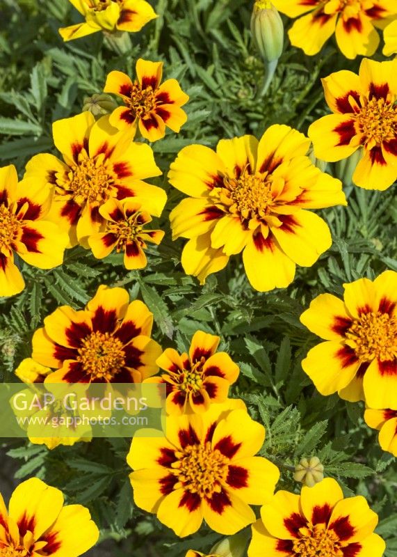 Tagetes patula Pascal, summer August