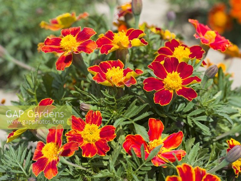 Tagetes patula Disco Red, summer August
