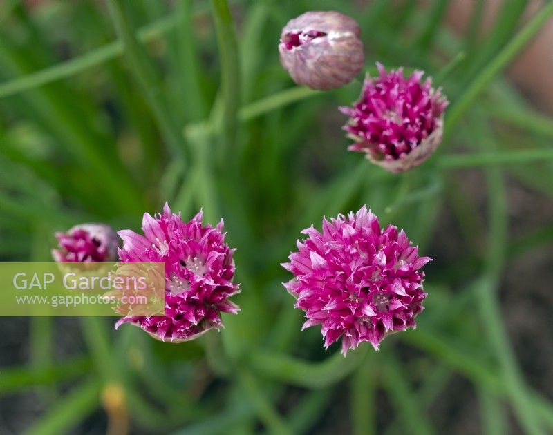 Allium schoenoprasum 'Pink Bere'
