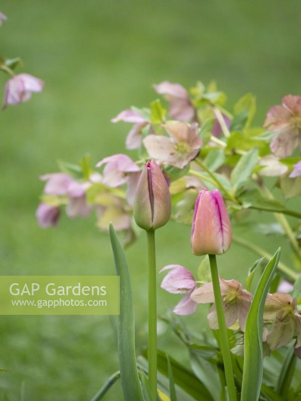 Pink combination of tulip and hellebore