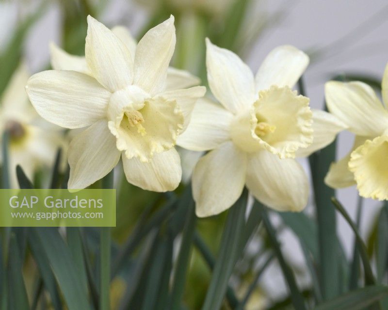 Narcissus 'Snow Baby'