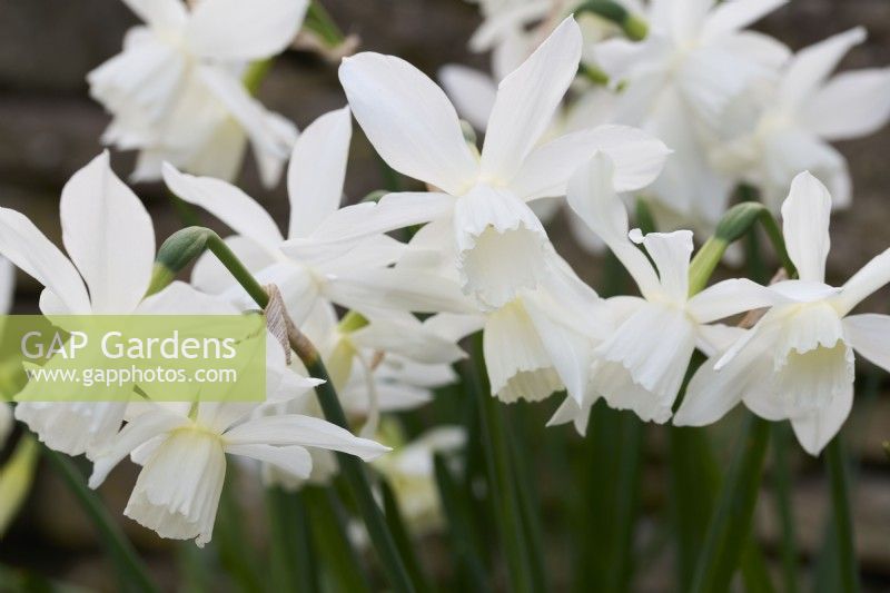 Narcissus 'Sailboat' with cups maturing from pale lemon to white